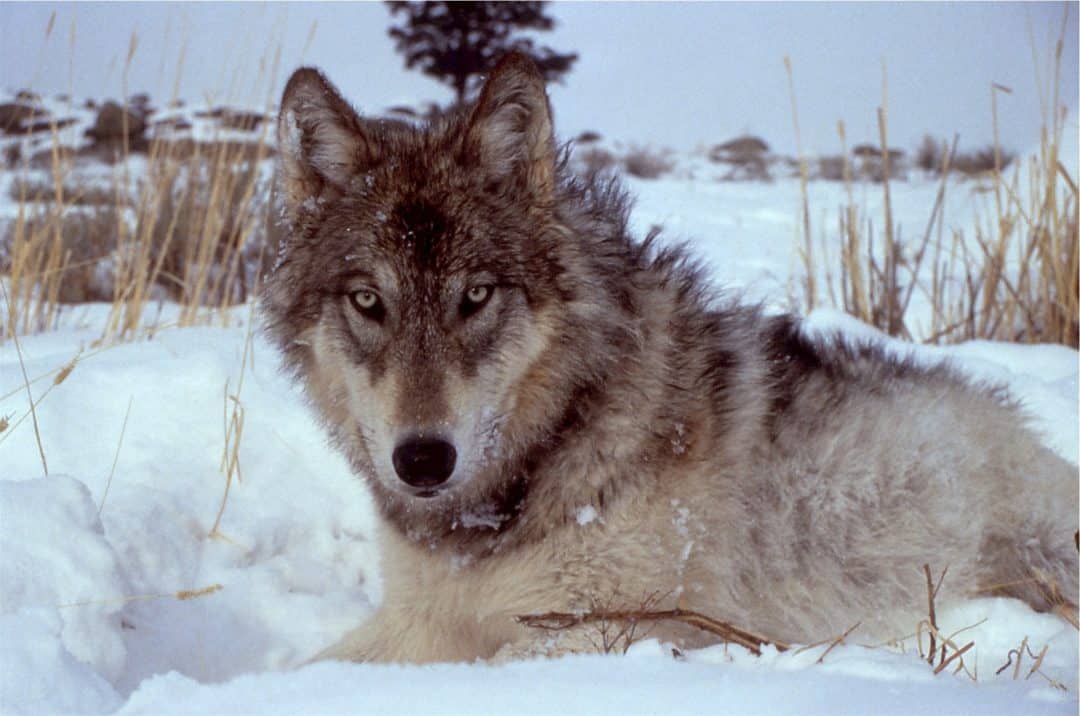 Northern Rocky Mountains Gray Wolf | Turner Endangered Species Fund