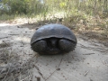 gopher-tortoise-on-road