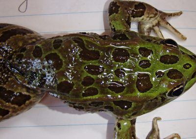Chiricahua Leopard Frog