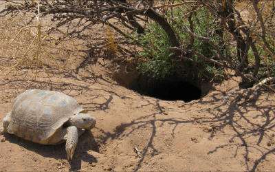 Bolson Tortoise on 90-sec Naturalist Podcast