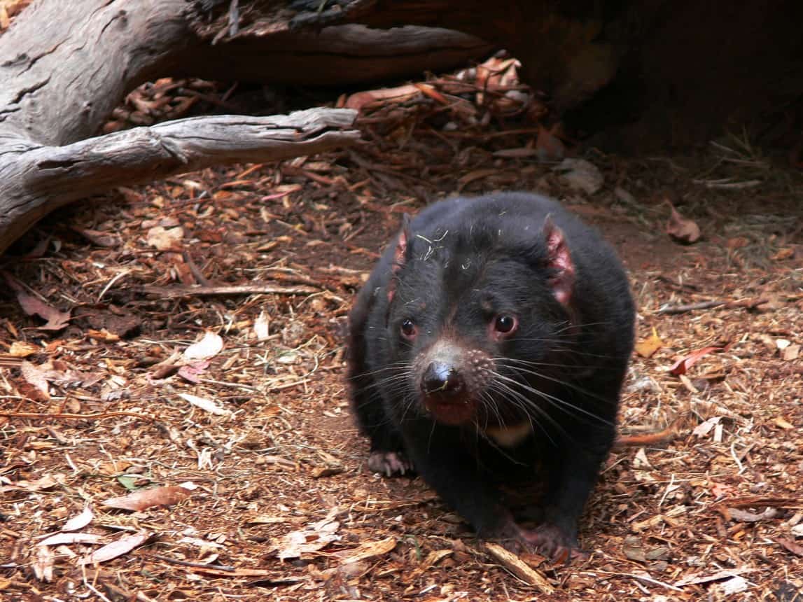 Tasmanian Devil - Threatened Species Link