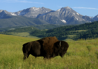Wild Plains Bison