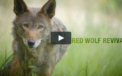 Mike Phillips Featured in “Red Wolf Revival”