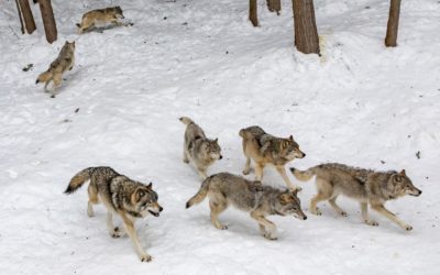 Mike Phillips on restoring wolves to Colorado