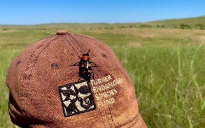Effort under way to benefit critically endangered American burying beetle.