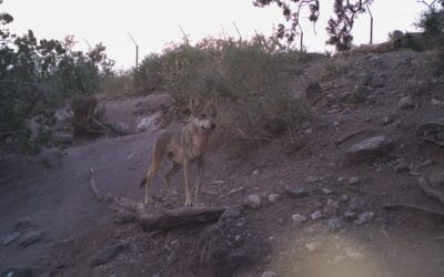 Female Mexican wolf at the Ladder Ranch captive breeding facility.