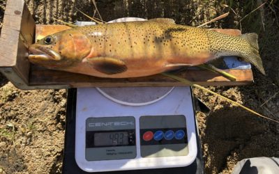 Healthy westslope cutthroat trout on the Flying D Ranch.