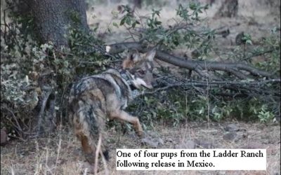 Mexican wolves released near Chihuahua, Mexico.