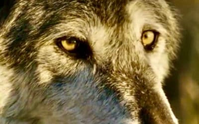 True Wild: The Real Story Of Wolves On Ted Turner’s Montana Ranch.  By Mountain Journal.