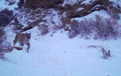 A mountain lion prowls for prey in the snowy Fra Cristobal Mountains on the Armendaris Ranch in New Mexico.