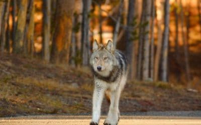 Mike Phillips offers his thoughts on the Colorado wolf reintroduction project, his work throughout the years, and the state of wolves and our natural world as it stands today.