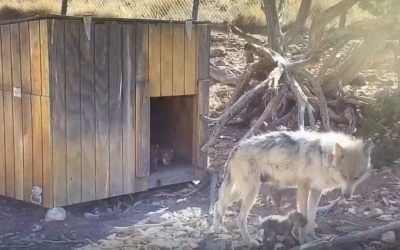 Mother Mexican wolf with wolf pups.   The pups are scheduled for release on the Ladder Ranch.