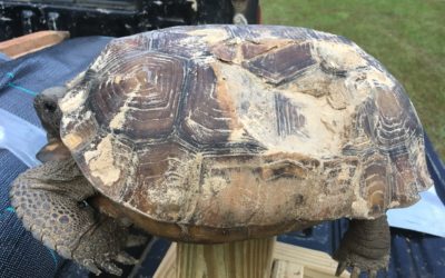 TESF has helped rescue and relocate over 500 gopher tortoises from sandhill habitats under development in central Florida.