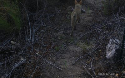 A coyote carries its catch of the day on the Armendaris Ranch in southern New Mexico.