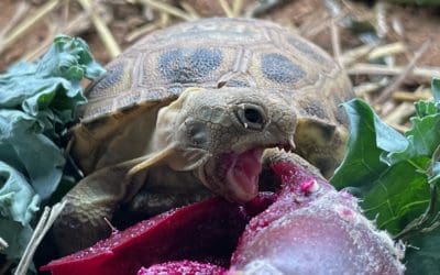 A hatchling Bolson tortoise enjoys a juicy treat of the fruit (“tunas”) of the prickly pear cactus.