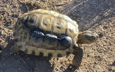 Biologists in slow and steady race to help North America’s largest and rarest tortoise species.