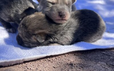 Three day-old Mexican wolf pups.