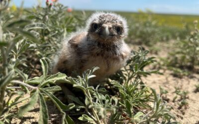 Burrowing Owlet on a Prairie dog colony